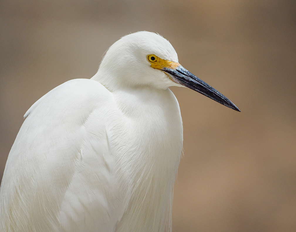 Snowy Egret