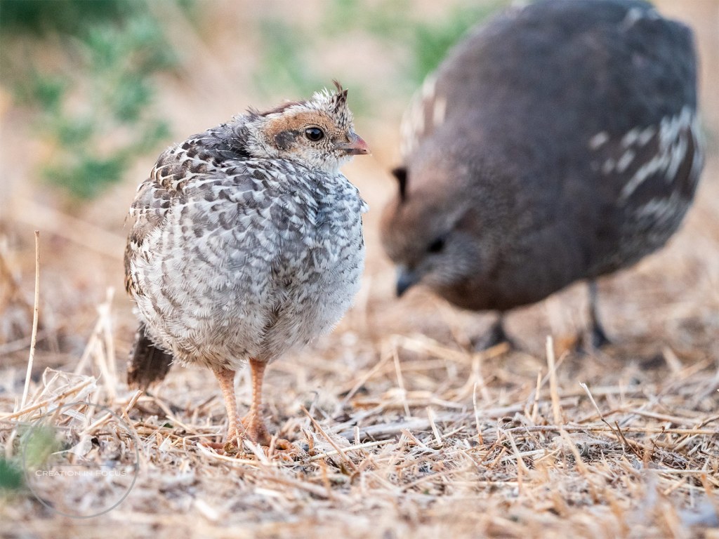 Baby California Quail