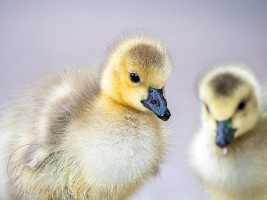 Baby Canada Goose