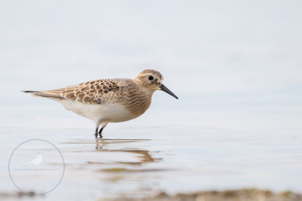 Bairds Sandpiper