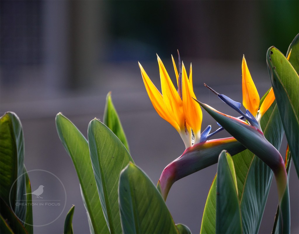 Bird of Paradise