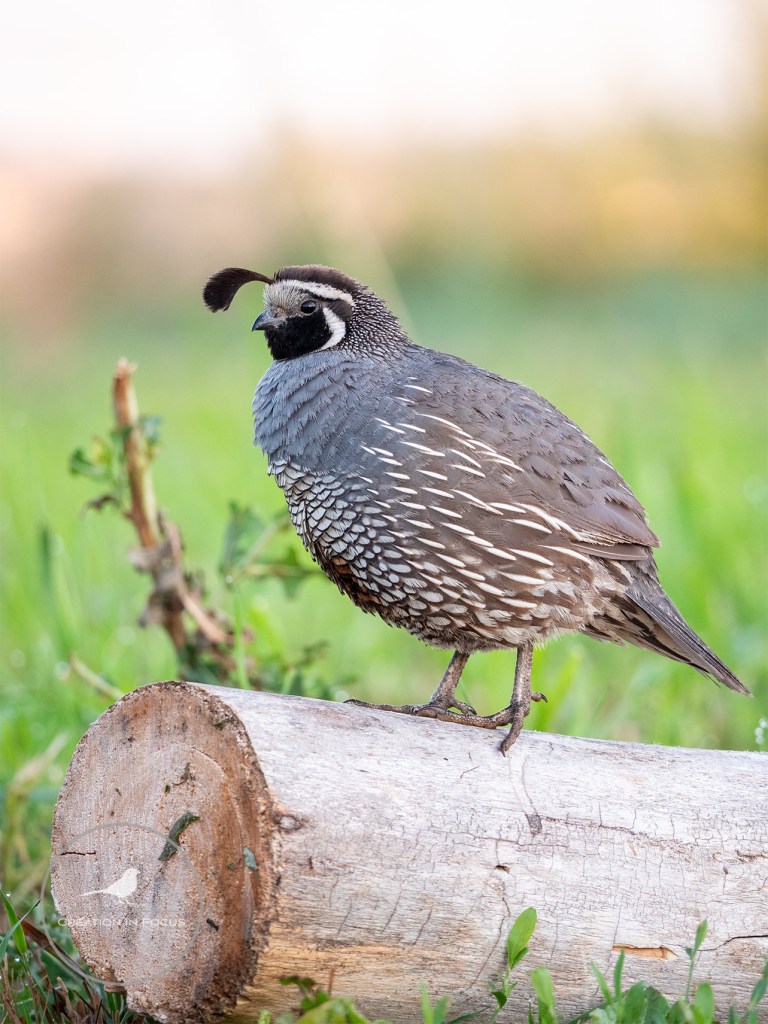 California Quail