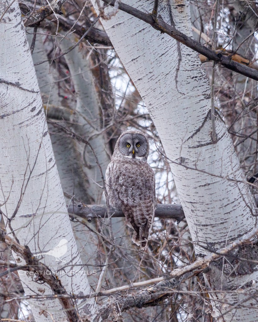 Great Gray Owl