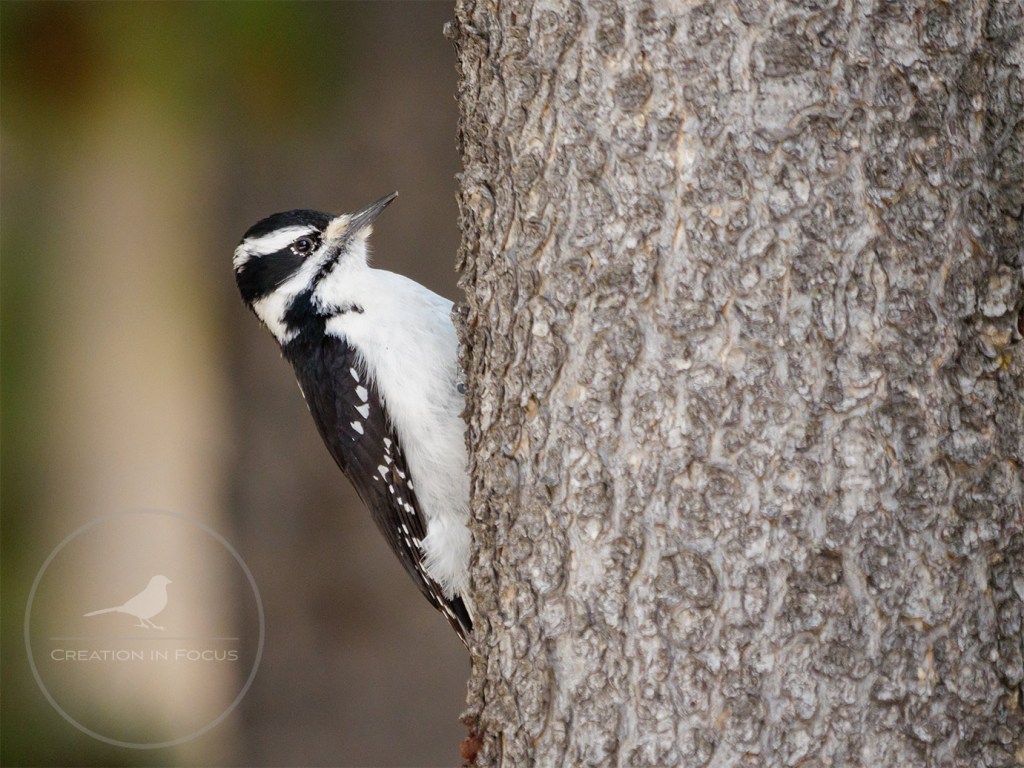 Hairy Woodpecker