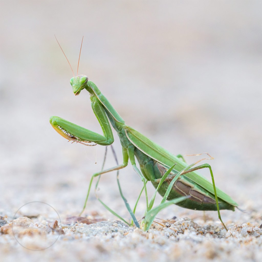 Praying Mantis