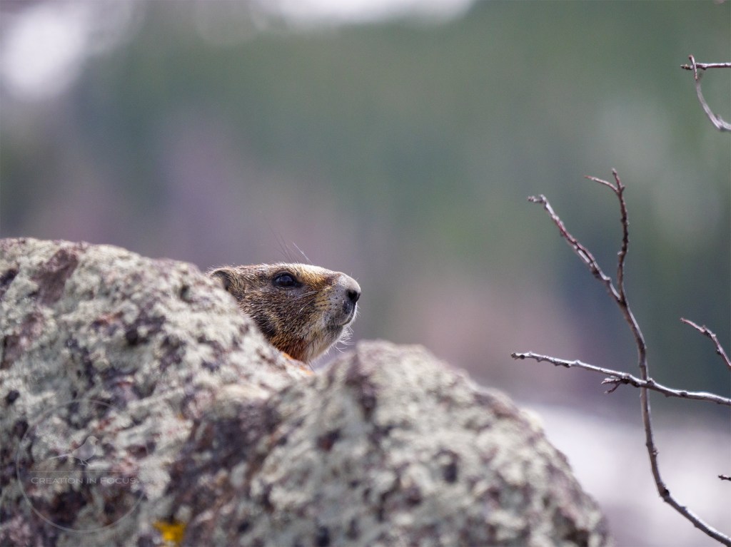 Yellow-bellied Marmot