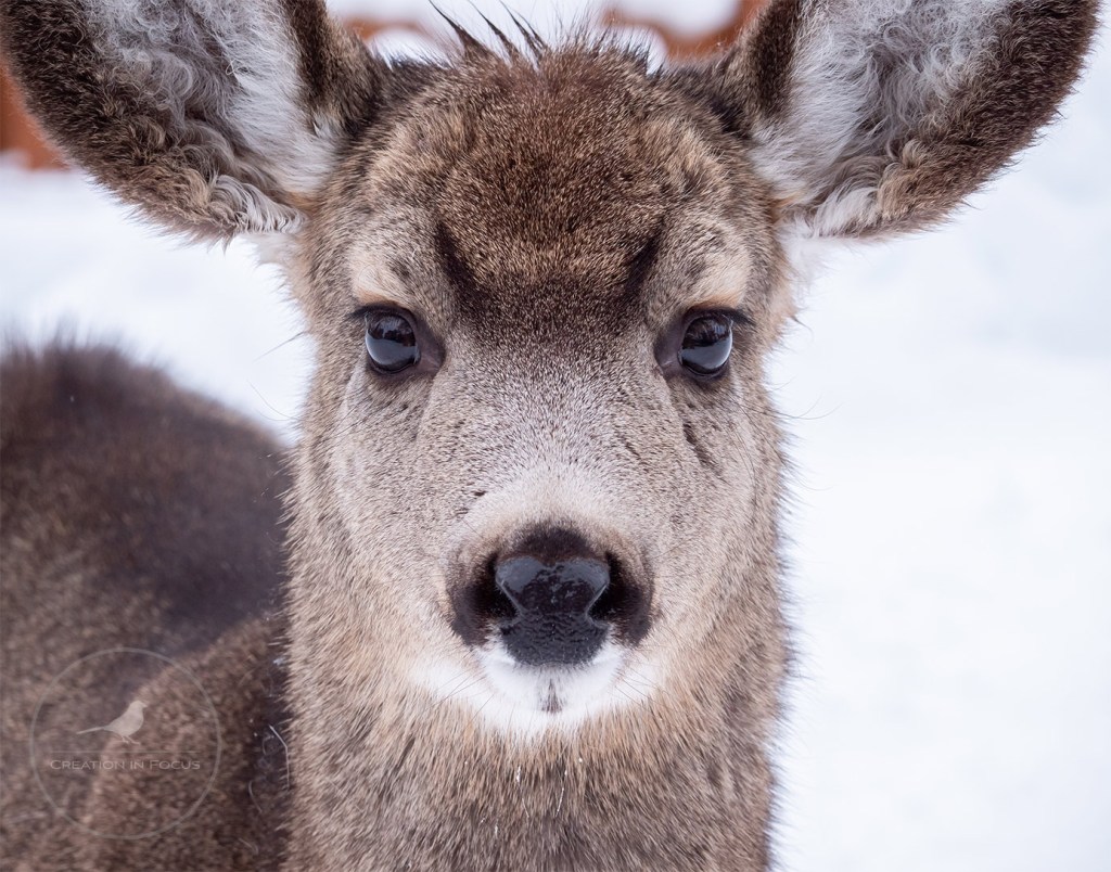 Young Mule Deer