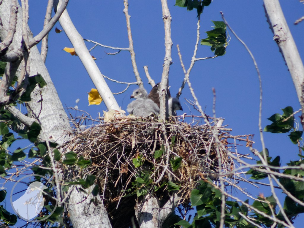 Juvenile Swainson's Hawk in a nest.