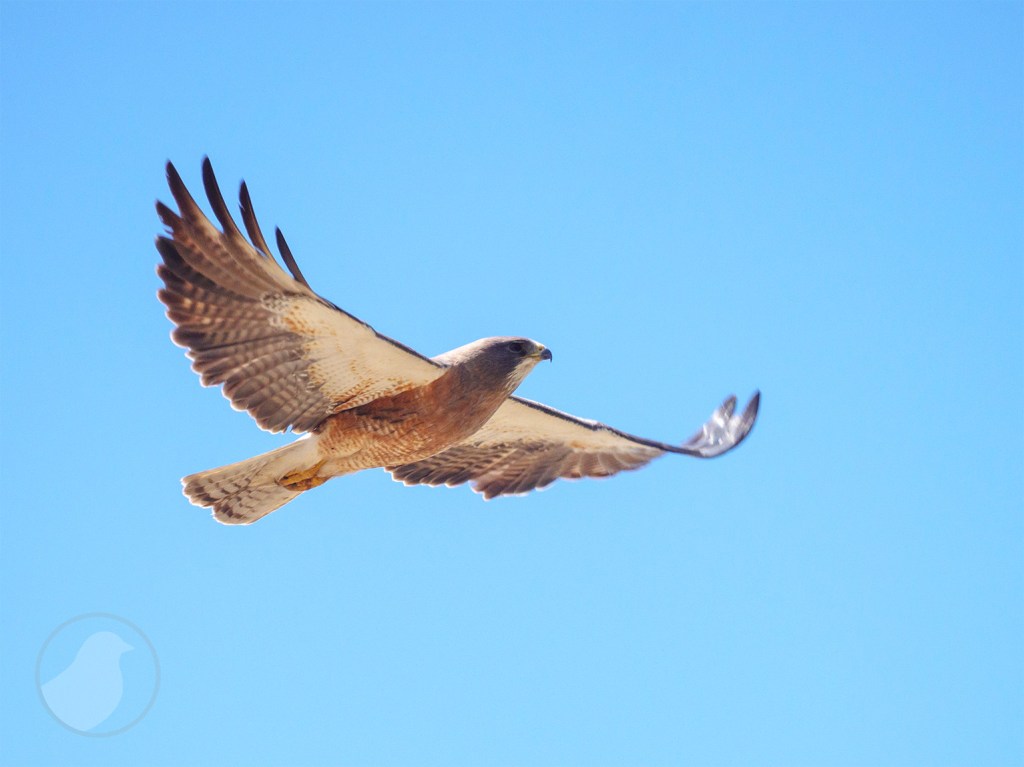 Male Swainson's Hawk flying in a blue sky.