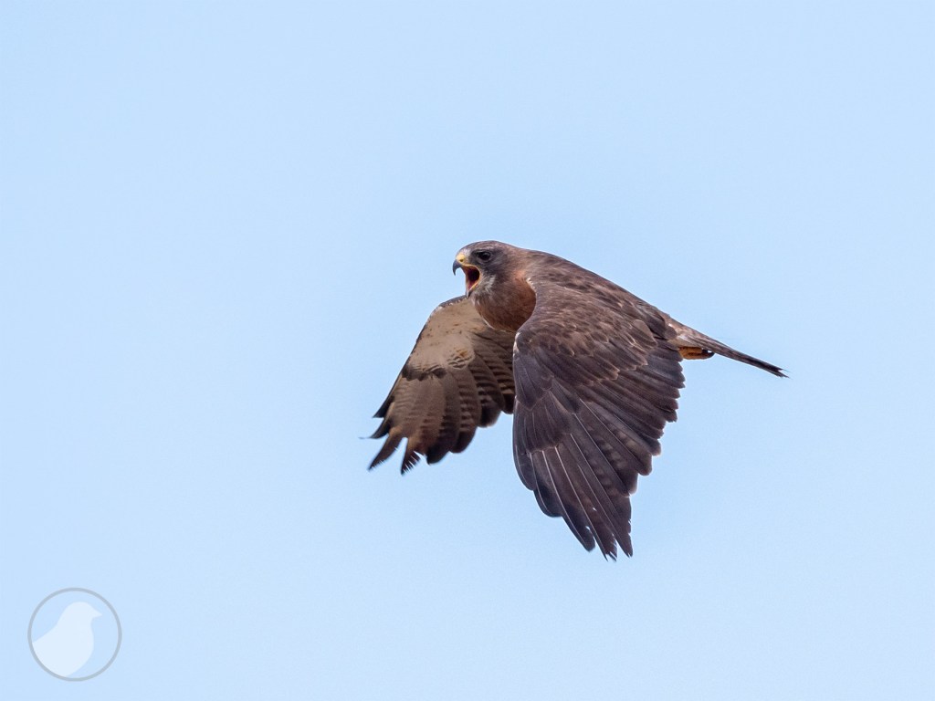 Male Swainson's Hawk flying in blue sky.