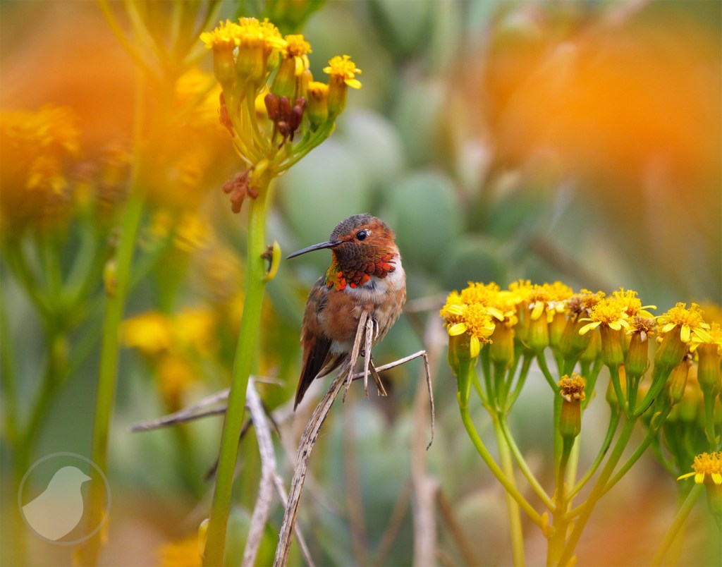 Hummingbirds You May&nbsp;Know