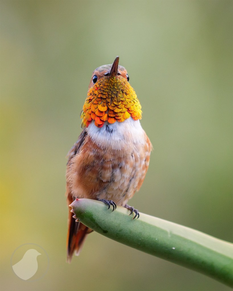 Male Allen's Hummingbird