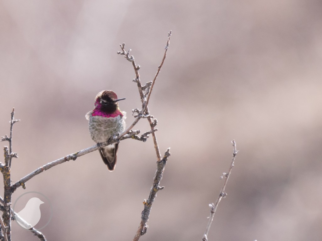 Male Anna's Hummingbird