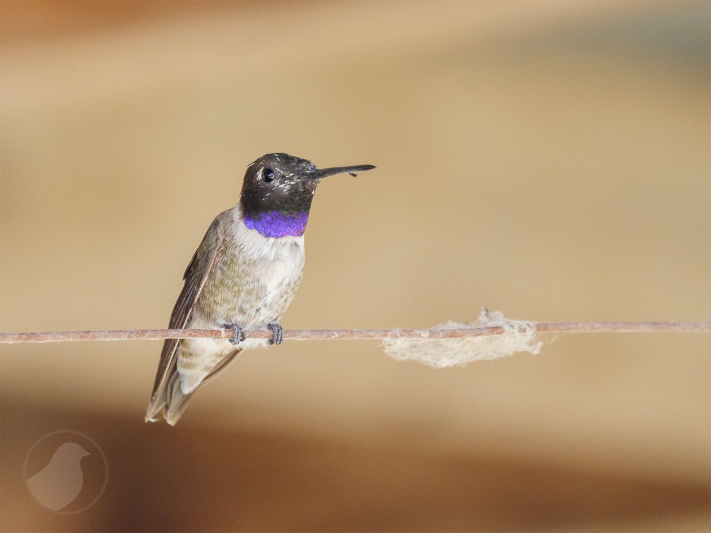 Male Black-chinned Hummingbird