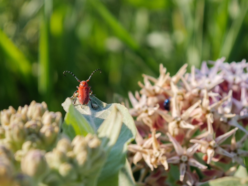 The Milkweed Beetles