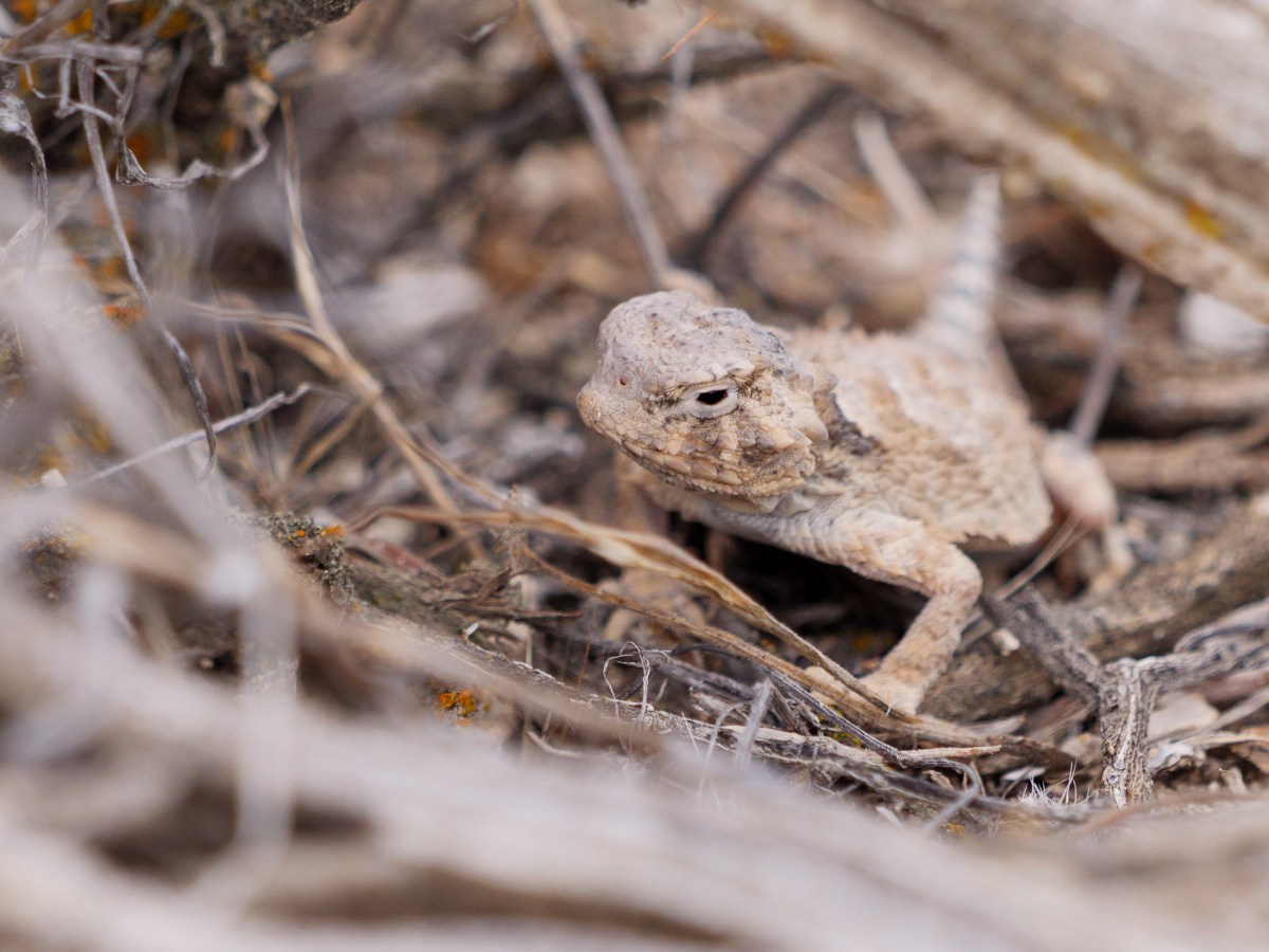 Rocks, Logs, and…&nbsp;Lizards?