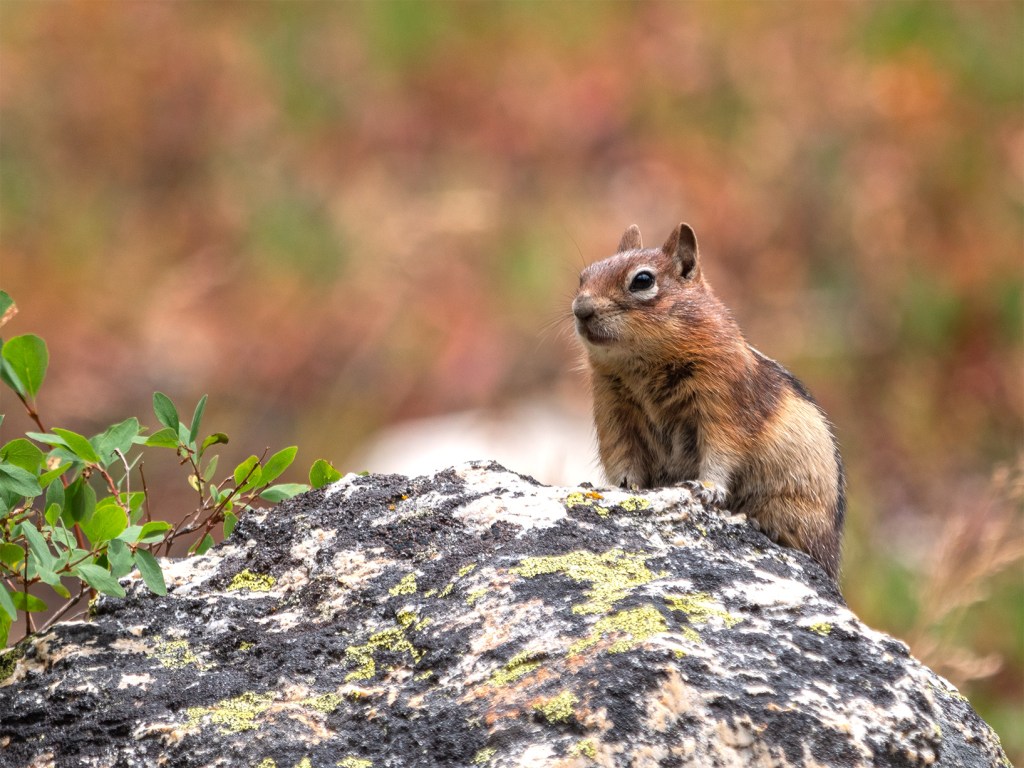 Another Nature Documentary – Coming&nbsp;Soon!