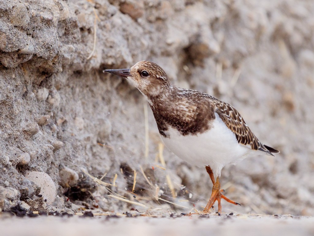 A Sampling of&nbsp;Shorebirds