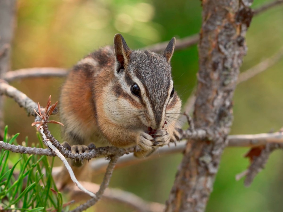 New Nature Documentary&nbsp;Released!!